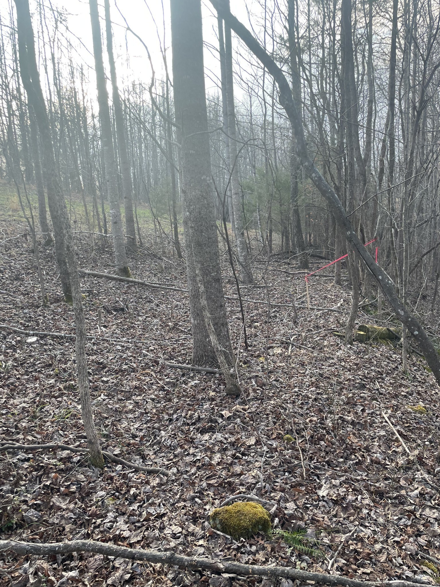 0 Sugar Tree Knob Road Liberty TN 37095