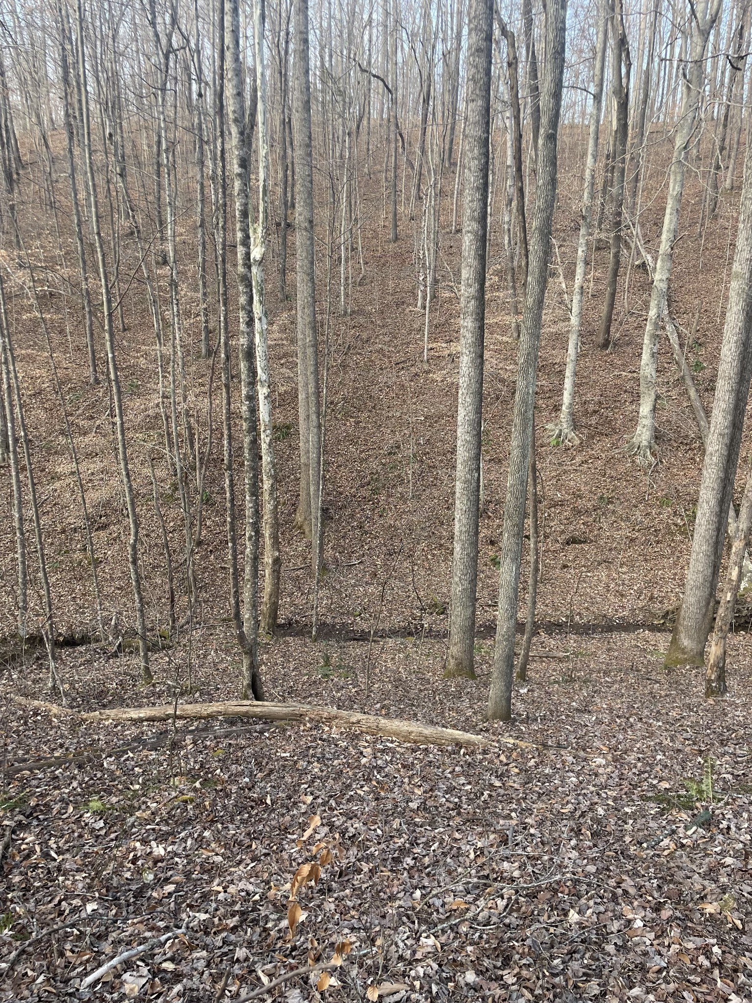 0 Sugar Tree Knob Road Liberty TN 37095