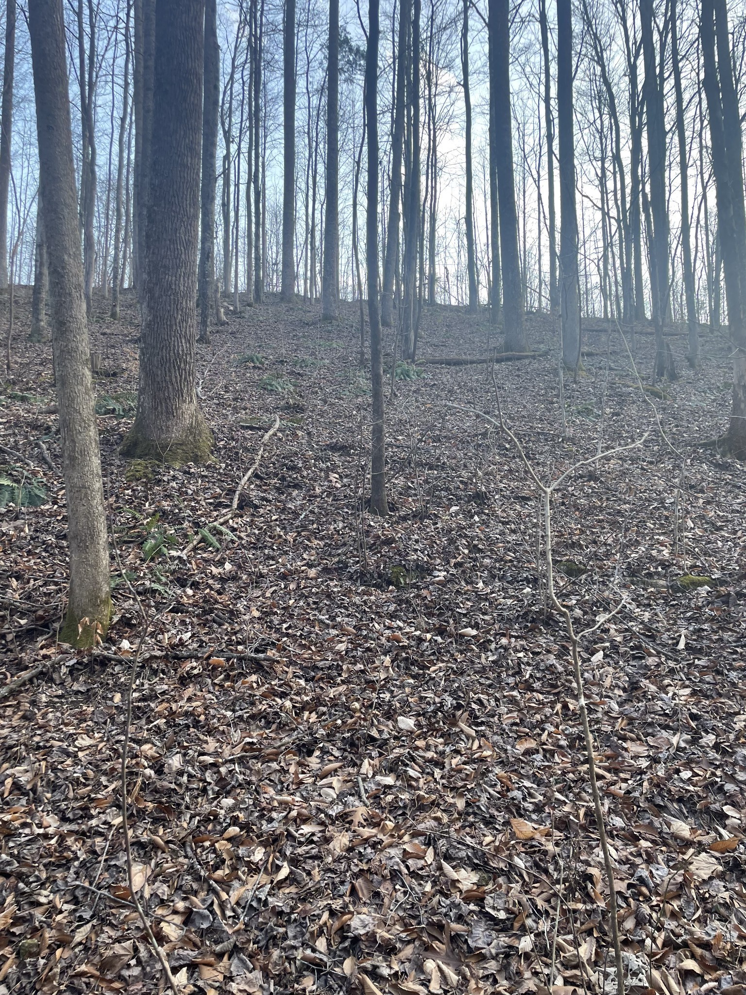 0 Sugar Tree Knob Road Liberty TN 37095