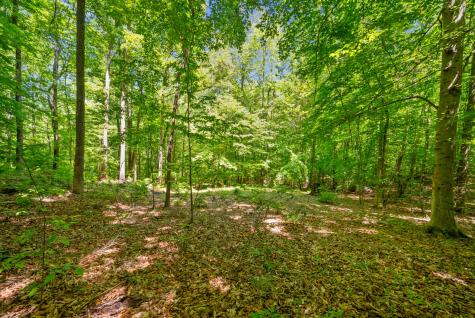 1530 Spring Hill Road Paris TN 38242