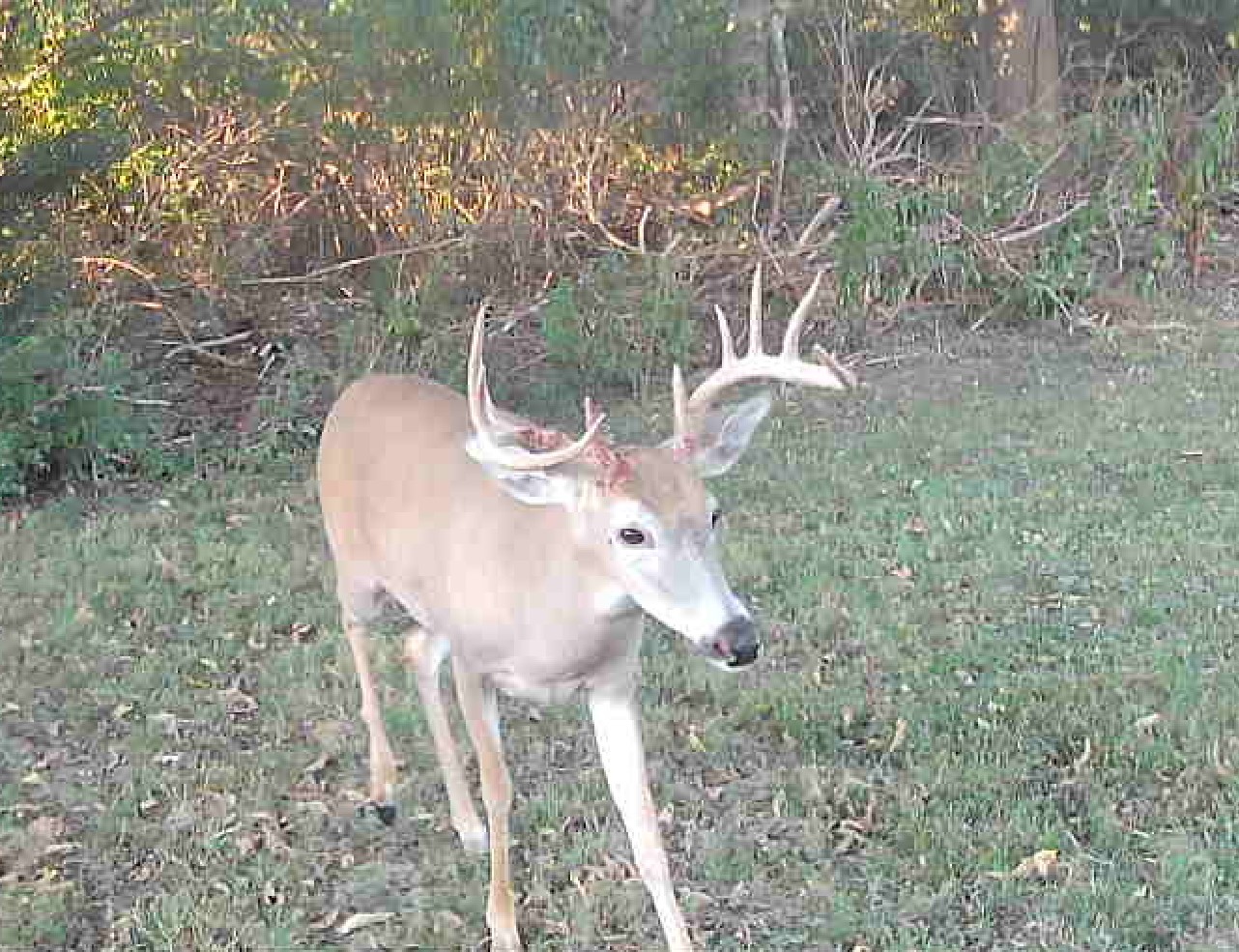 2555 Skillet Creek Road Hartsville TN 37074