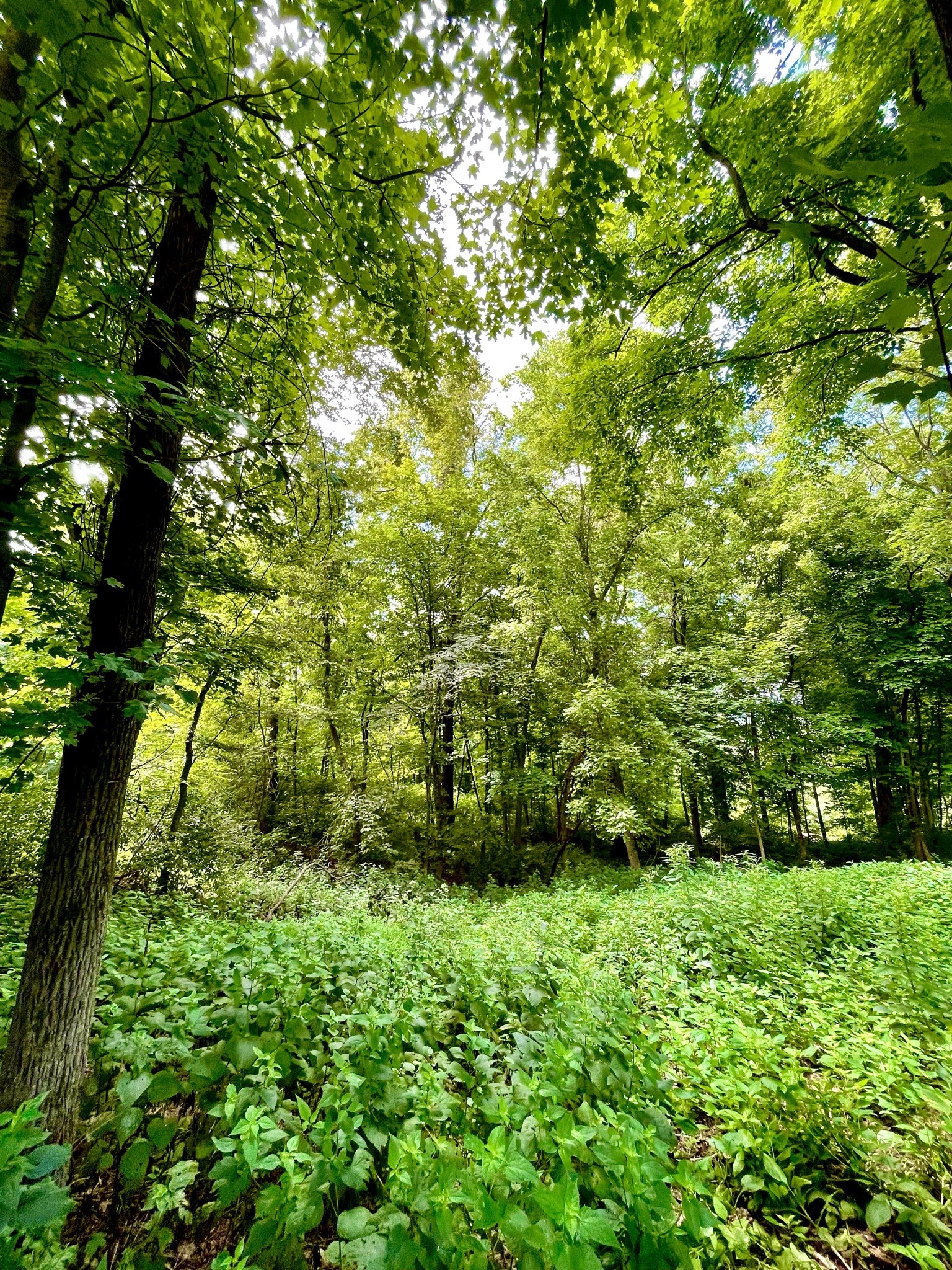 1708 Woodsong Drive Brentwood TN 37027