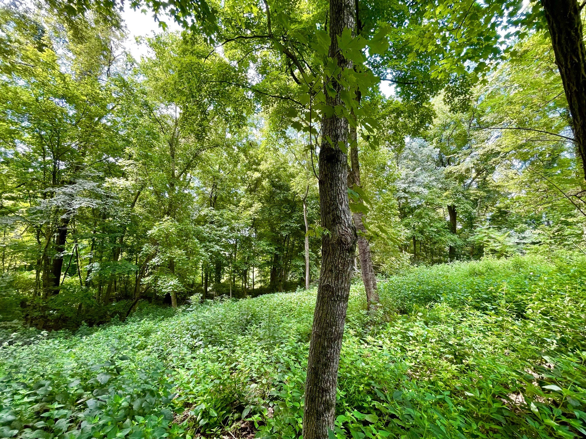 1708 Woodsong Drive Brentwood TN 37027