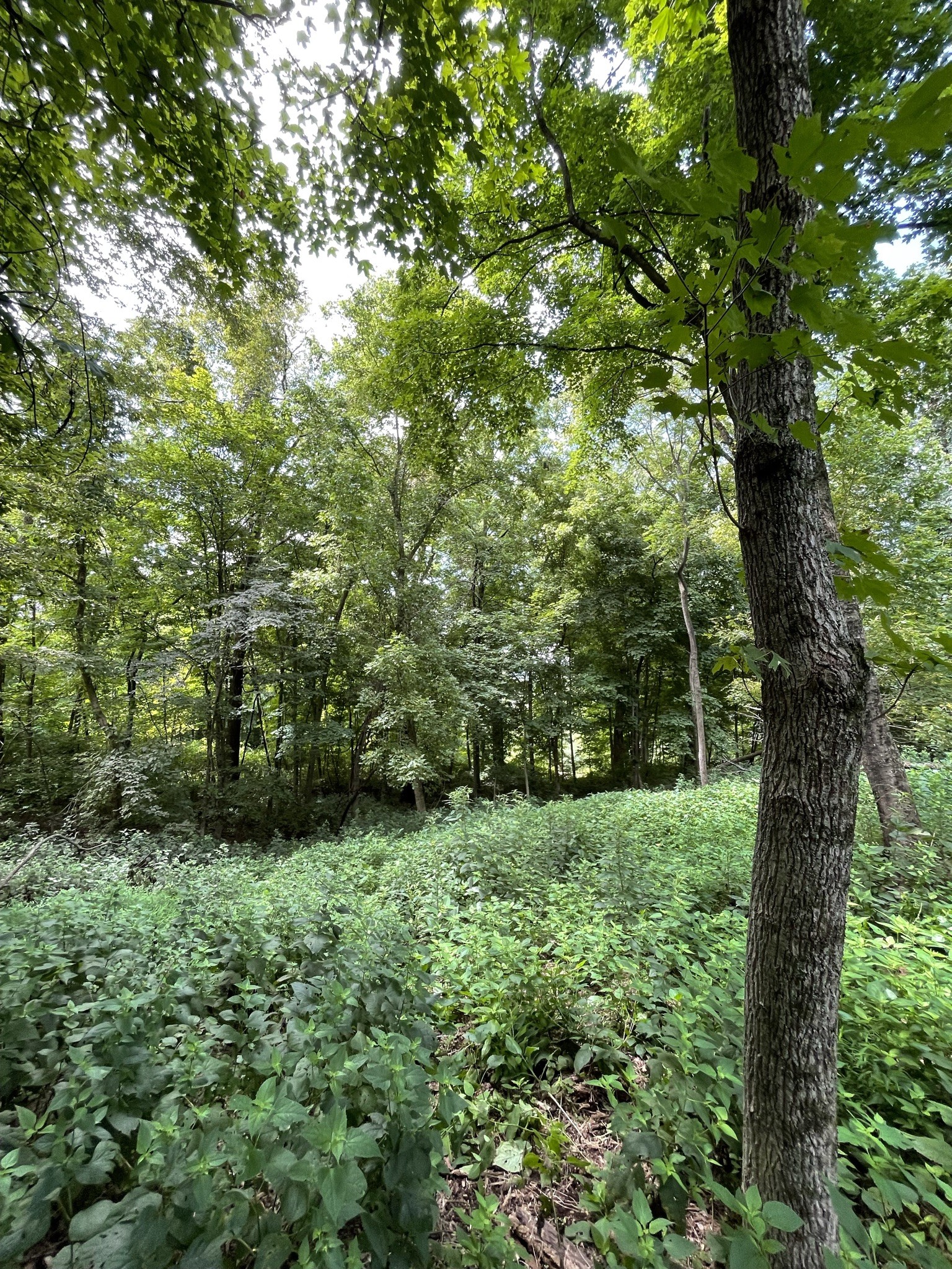 1708 Woodsong Drive Brentwood TN 37027