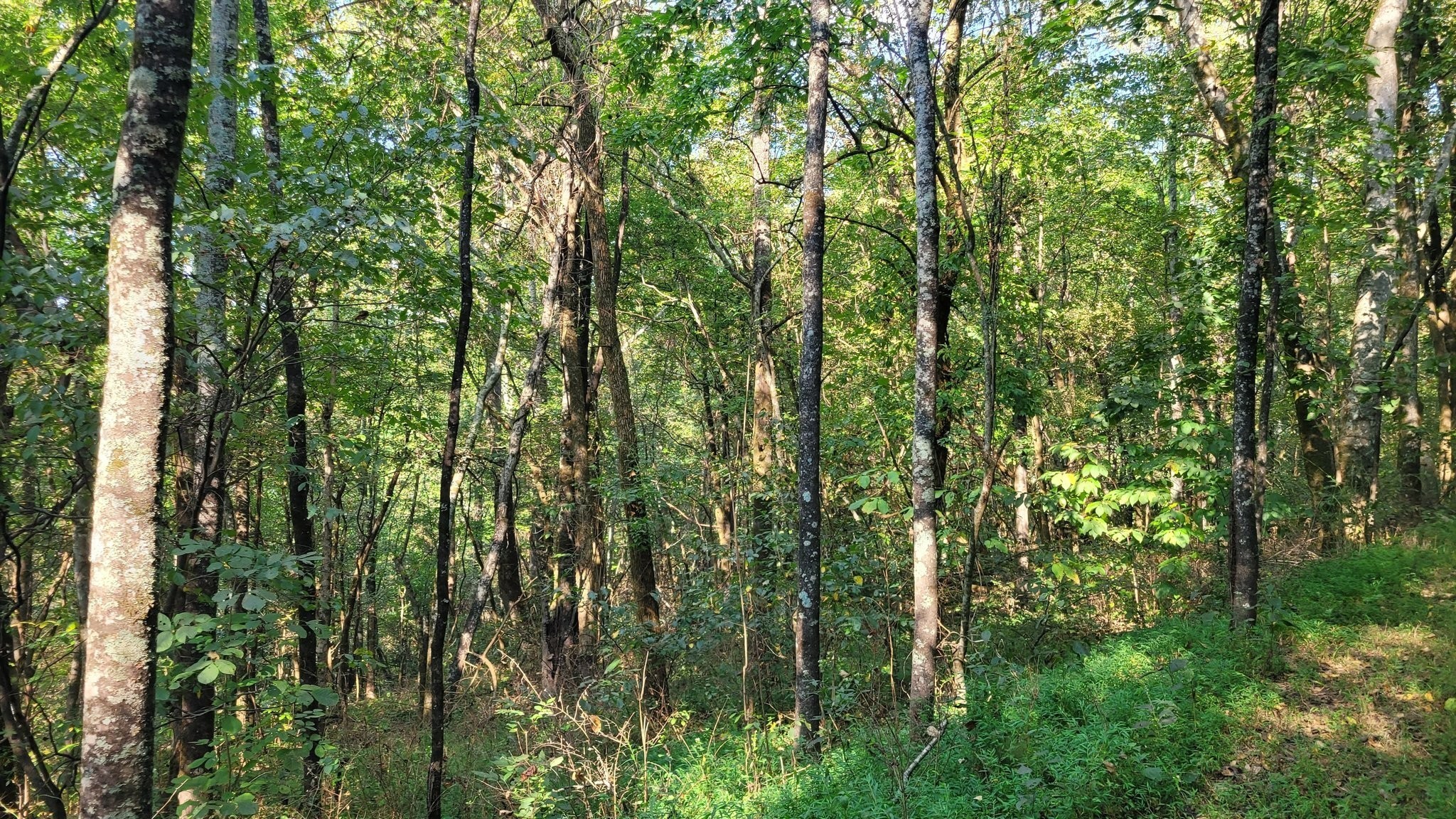 48 Hannah Br Road Petersburg TN 37144