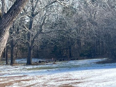 13841 Cainsville Road Lebanon TN 37090