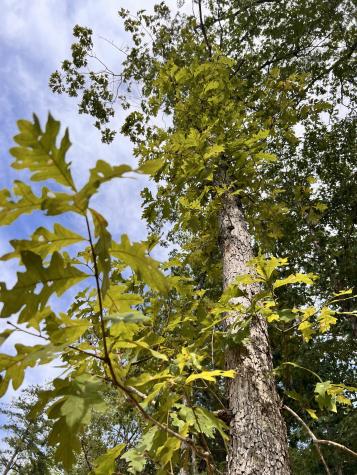 72 Lady Slipper Lane Monteagle TN 37356