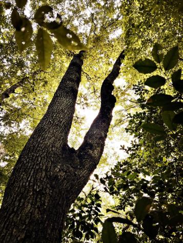 72 Lady Slipper Lane Monteagle TN 37356