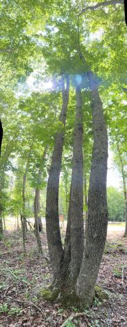 72 Lady Slipper Lane Monteagle TN 37356