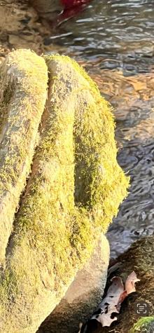 72 Lady Slipper Lane Monteagle TN 37356