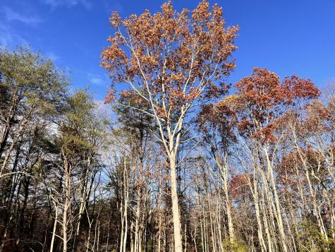 72 Lady Slipper Lane Monteagle TN 37356