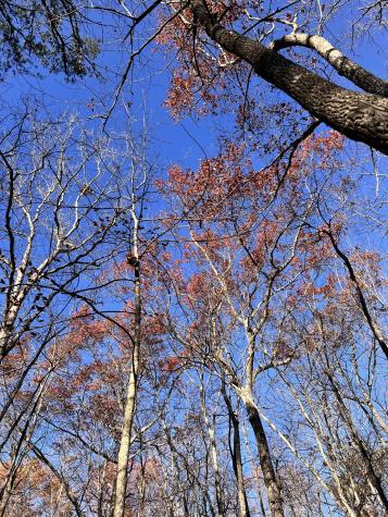 72 Lady Slipper Lane Monteagle TN 37356