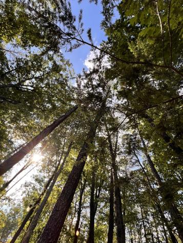 72 Lady Slipper Lane Monteagle TN 37356