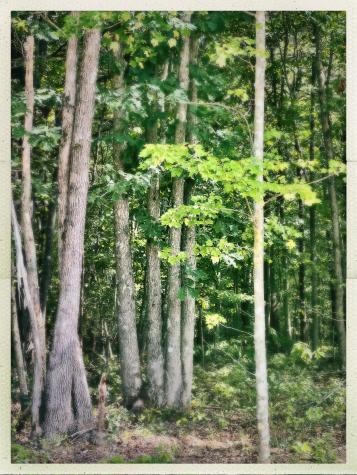 72 Lady Slipper Lane Monteagle TN 37356