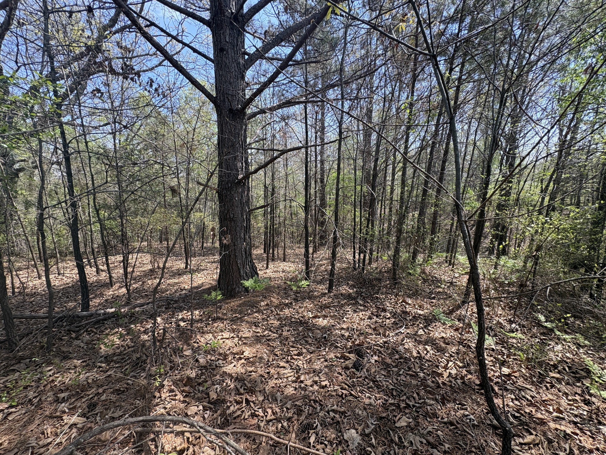 0 Mill Avenue Hohenwald TN 38462