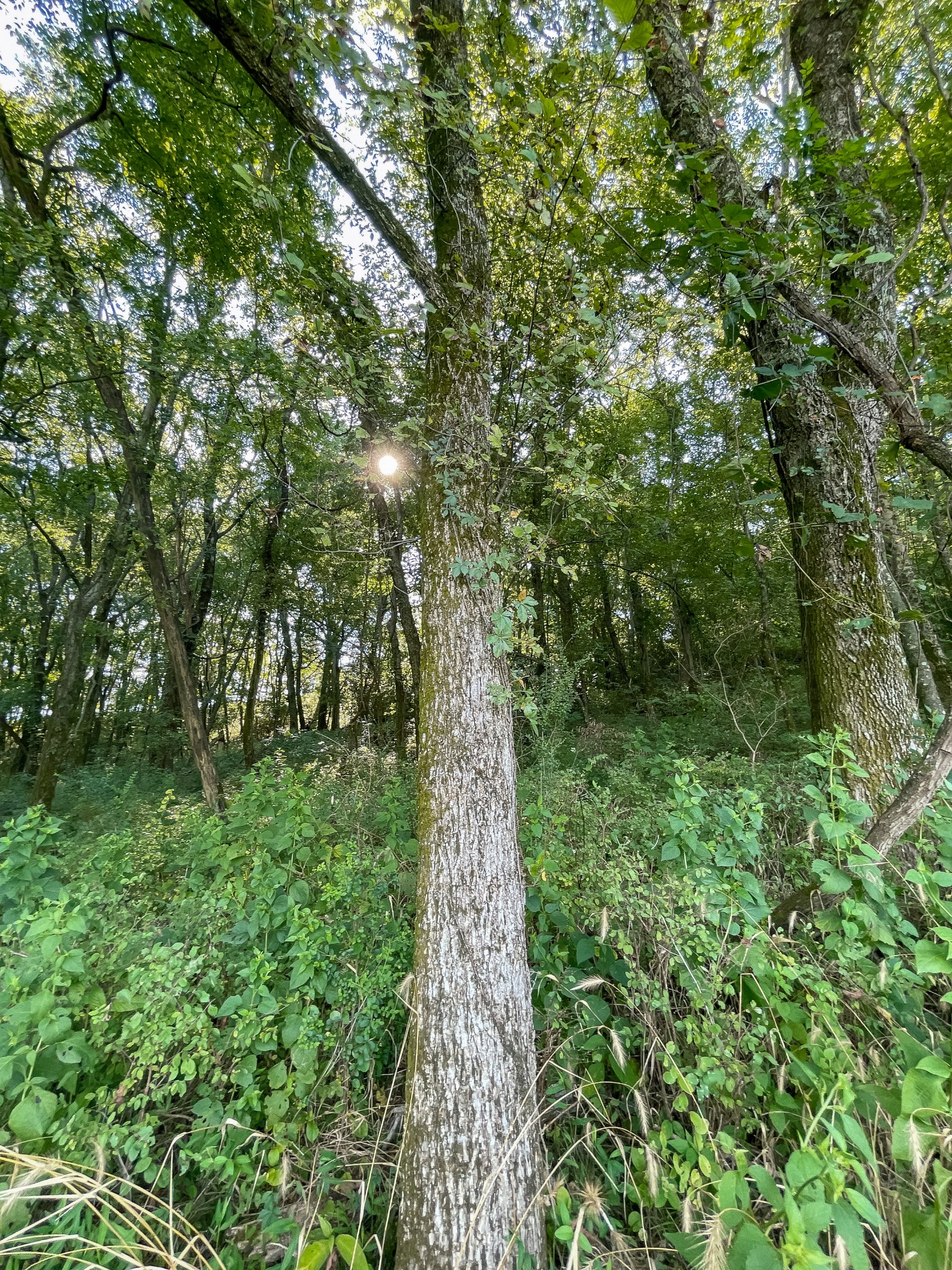 2055 Mooresville Pike Tract 2 Culleoka TN 38451