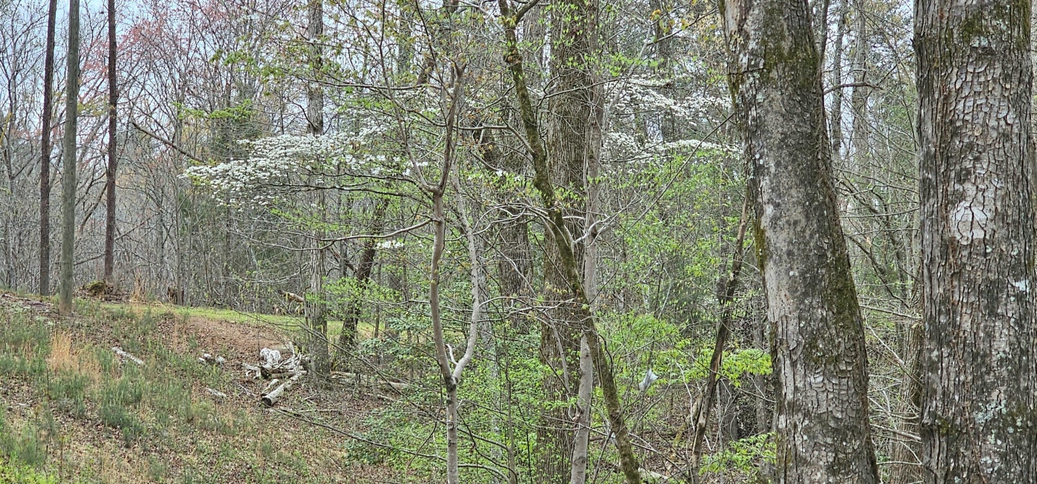 6870 Tennessee 360 Tellico Plains TN 37385