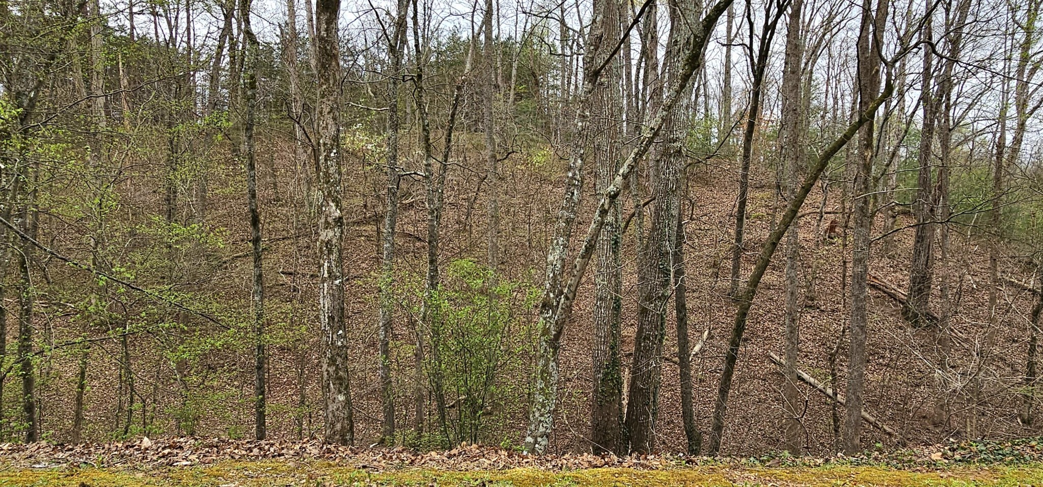 6870 Tennessee 360 Tellico Plains TN 37385