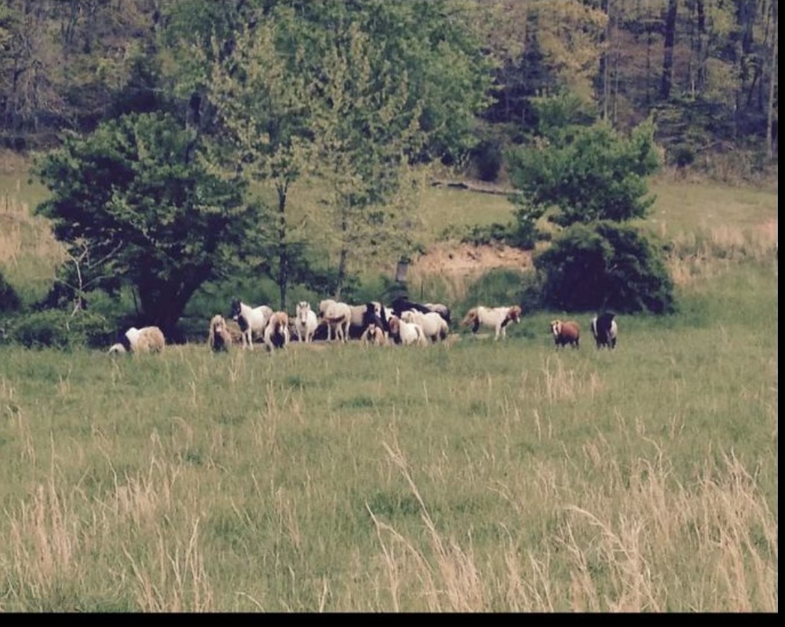 2047 Buffalo Road Hohenwald TN 38462
