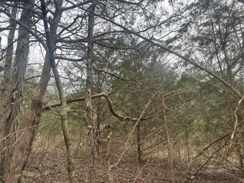 353 Trammel Lane Watertown TN 37184