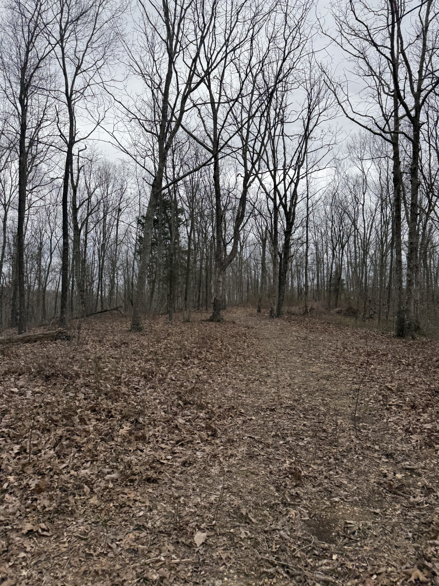 0 Bear Creek Lot 53 Road Waverly TN 37185