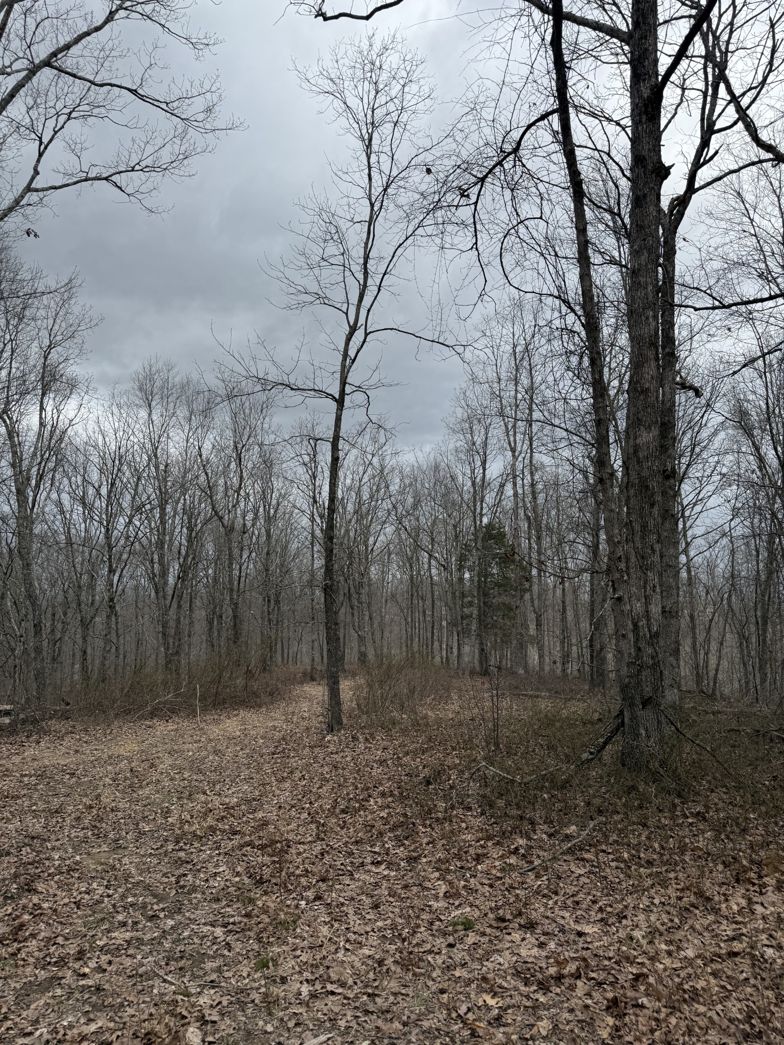 0 Bear Creek Lot 53 Road Waverly TN 37185