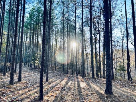 0 Bear Creek Lot 53 Road Waverly TN 37185