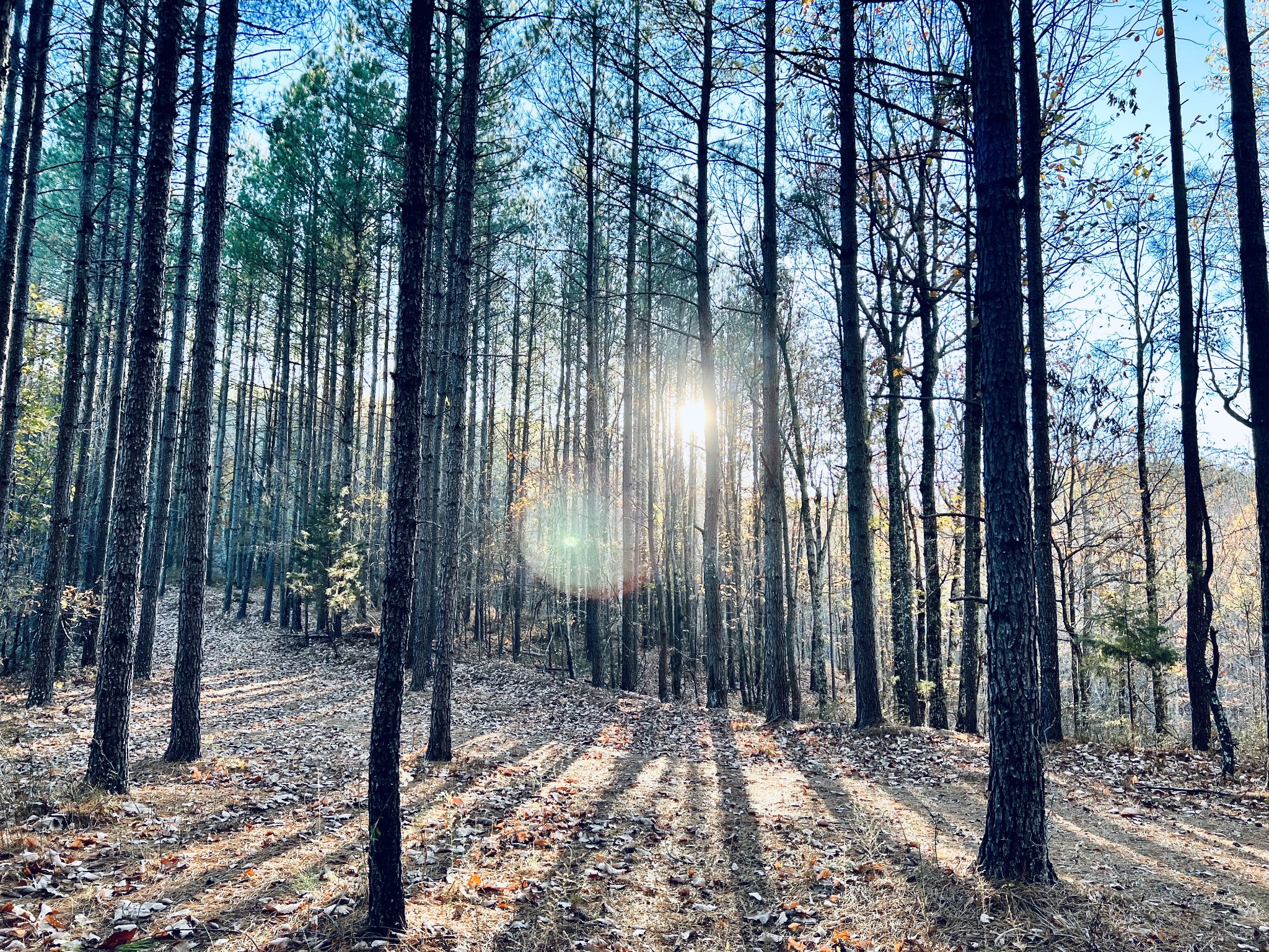 0 Bear Creek Lot 53 Road Waverly TN 37185