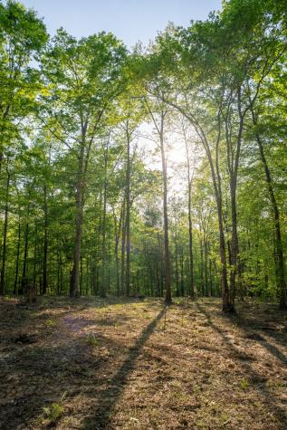 3 Pinewood Road Nunnelly TN 37137