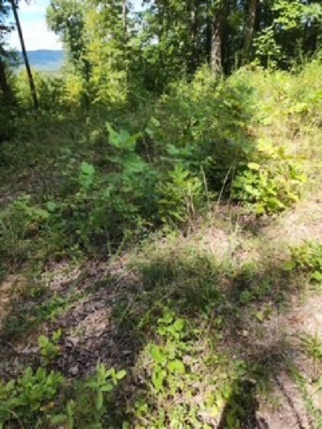 0 Tomahawk Road Jamestown TN 38556