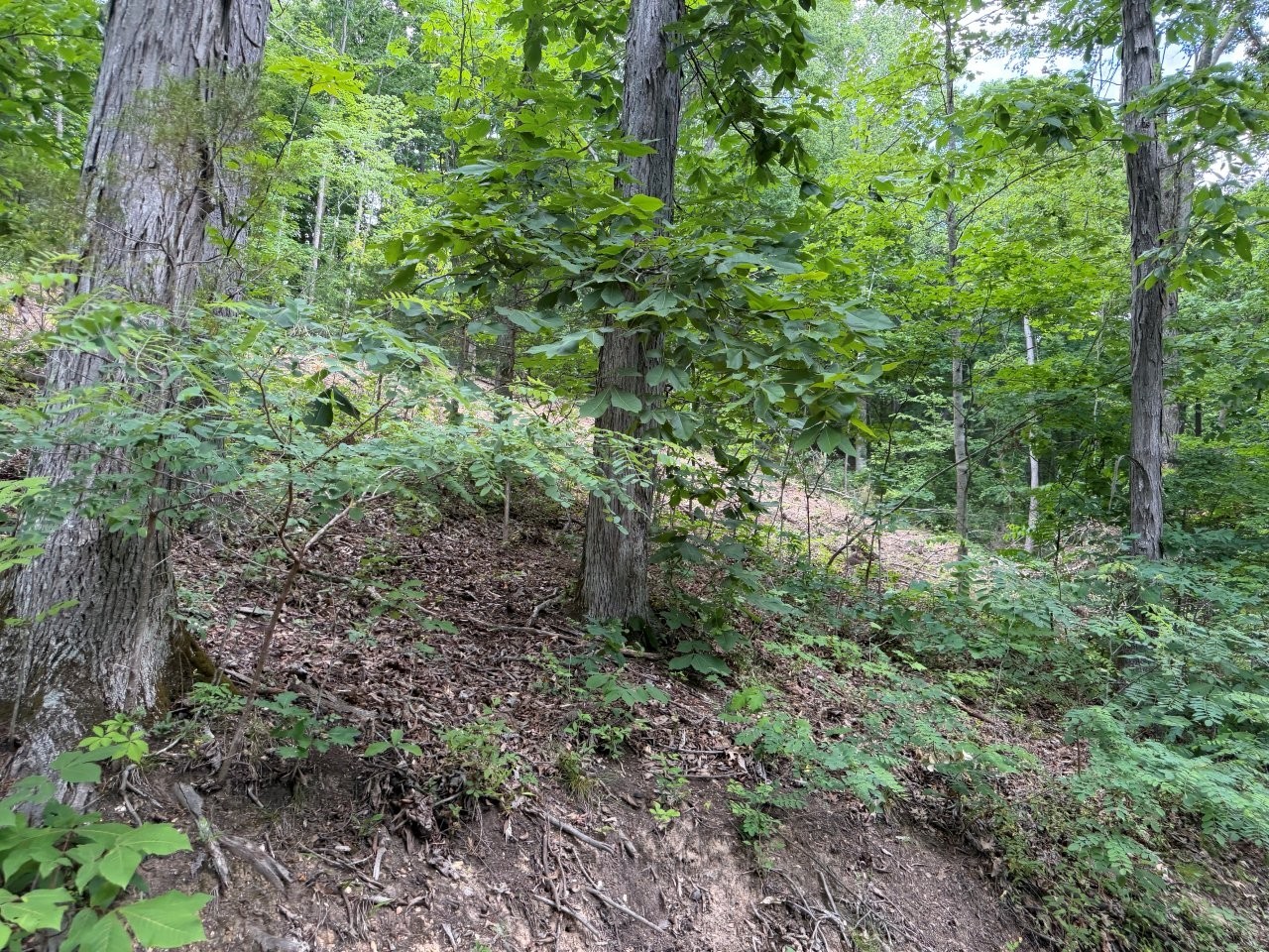 1979 Norton Branch Road Beechgrove TN 37018