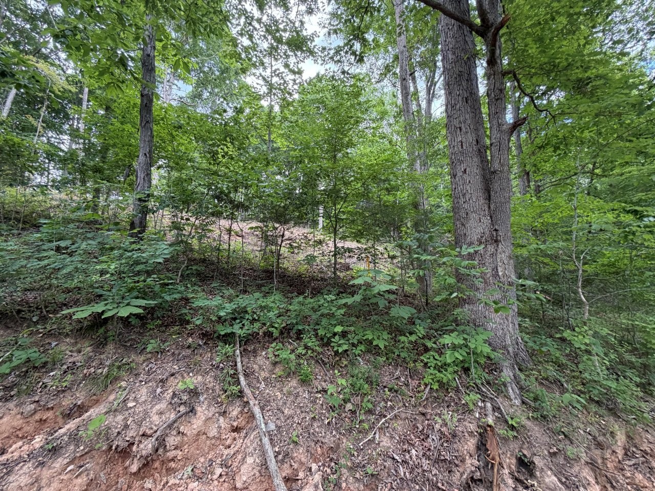 1979 Norton Branch Road Beechgrove TN 37018