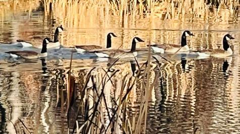 23475 Sr 108 Coalmont TN 37313