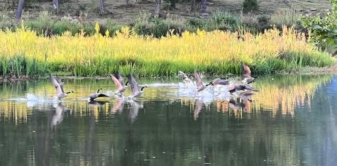 23475 Sr 108 Coalmont TN 37313