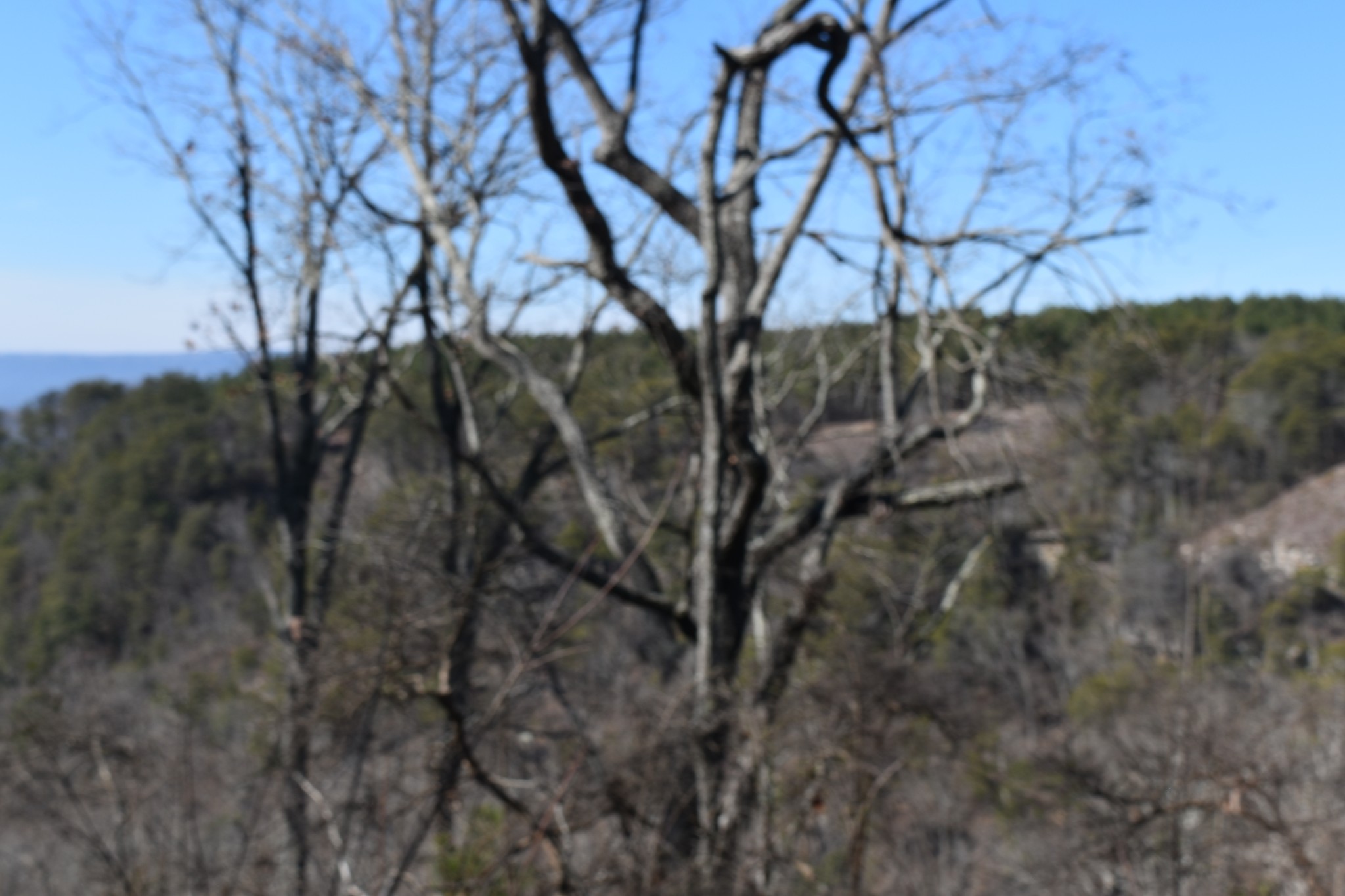 0 Birds Eye Way Guild TN 37340